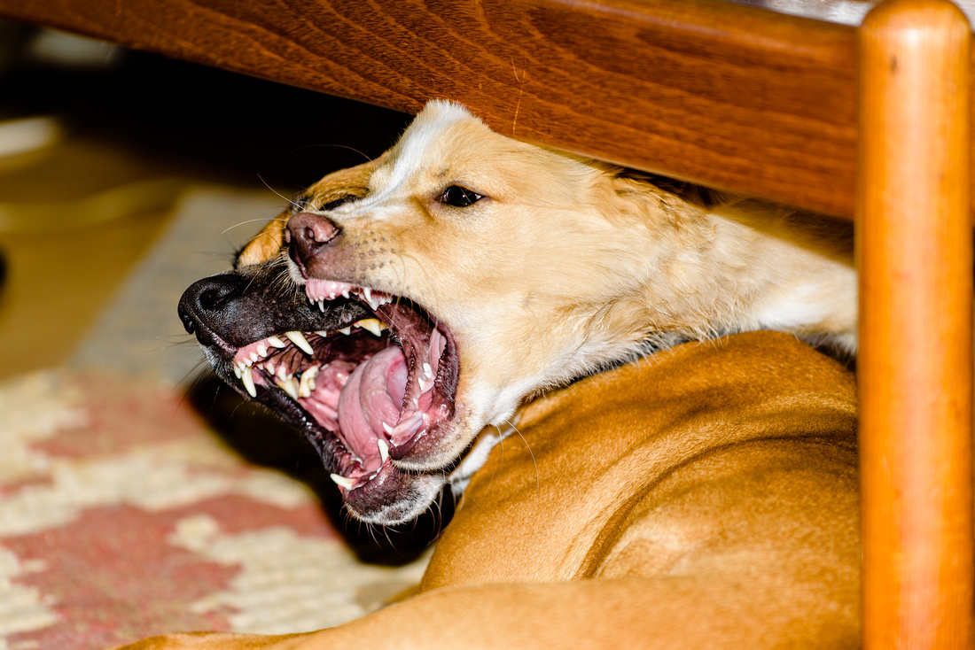 Show Your Best Nikon Dog Shots part 2 - FM Forums